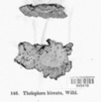 Stereum hirsutum image